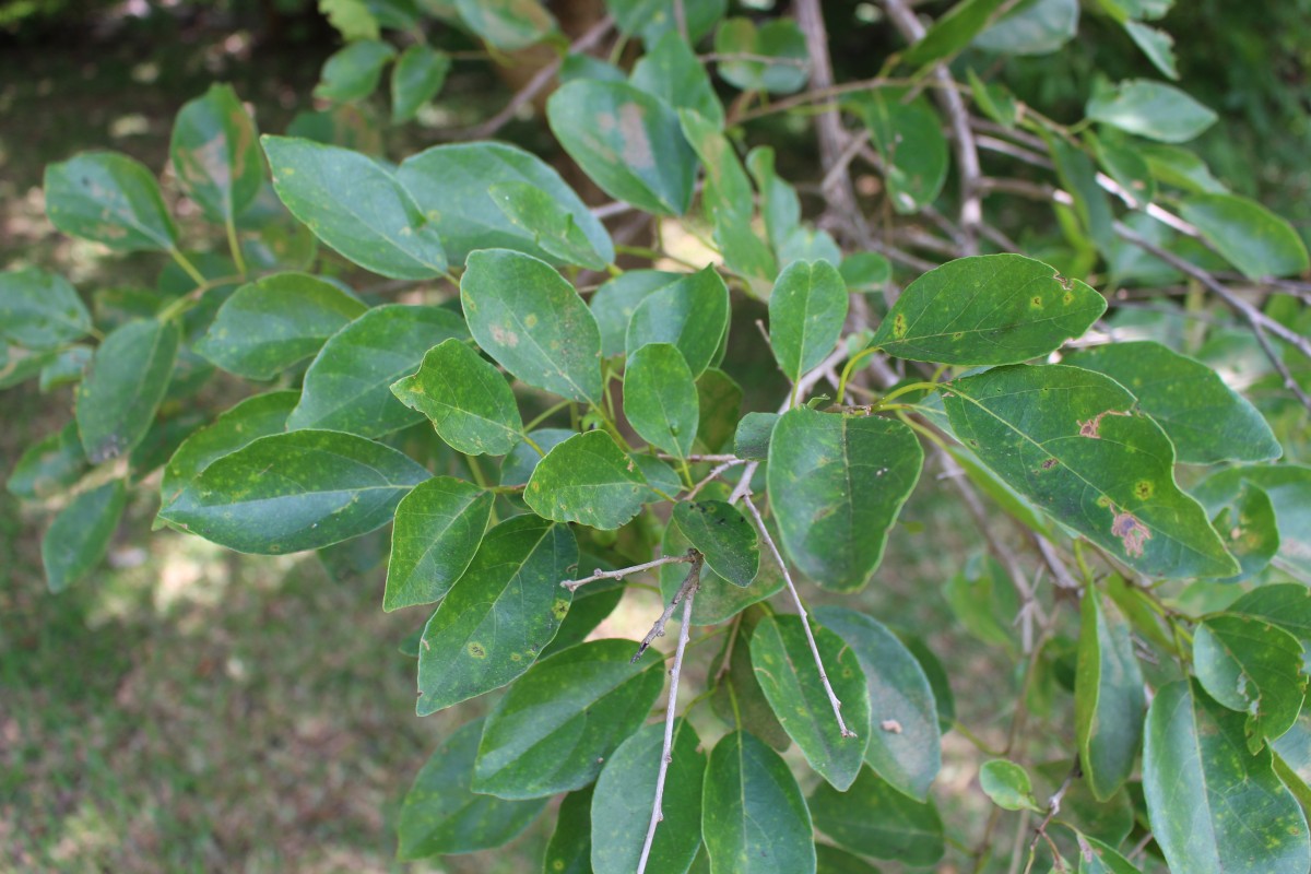 Cordia dichotoma G.Forst.